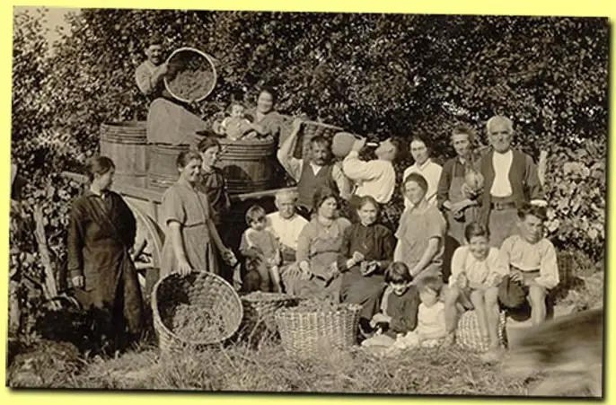 Apple Harvest for Armagnac (French apple brandy), 19th century Apple Harvest for Armagnac (French apple brandy), 19th century